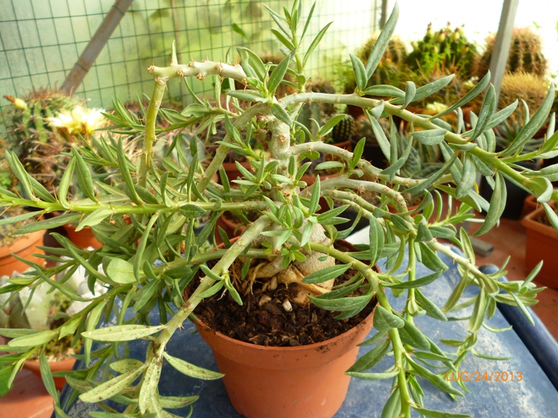 Pachypodium bispinosum 