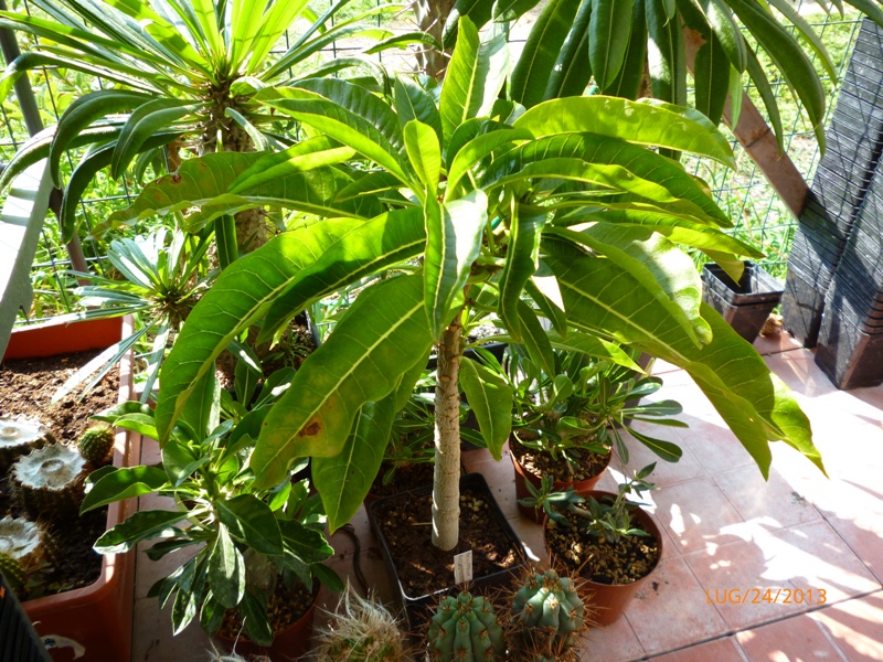 Pachypodium rutenbergianum 