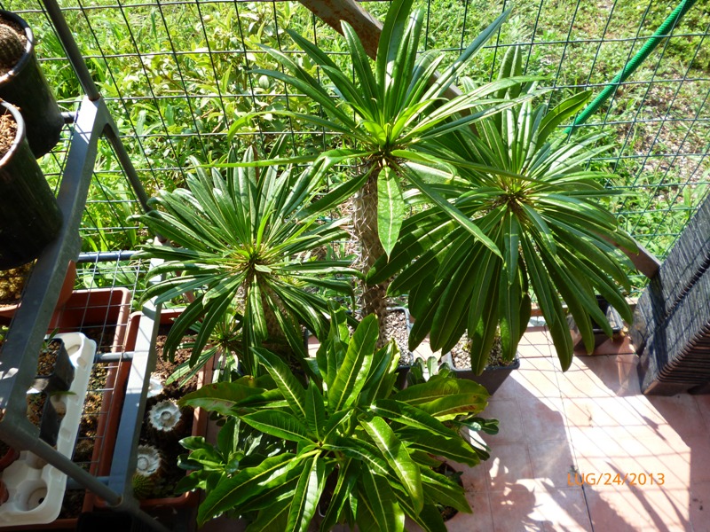 Pachypodium lamerei 