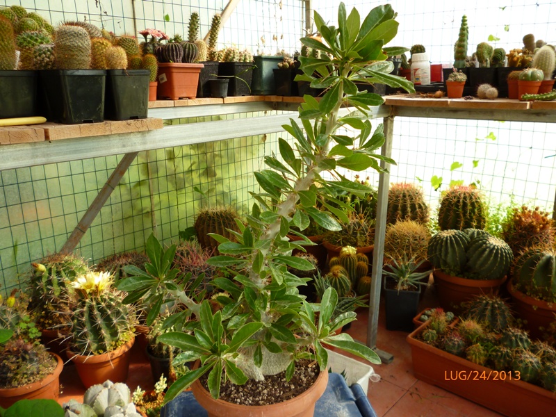 Pachypodium saundersii 