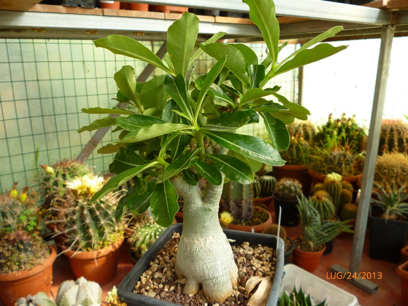 Adenium obesum 