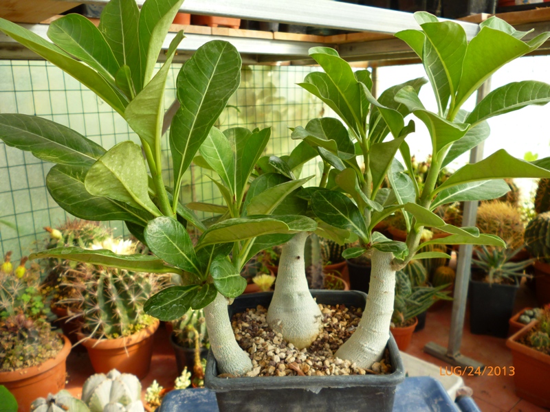 Adenium obesum 