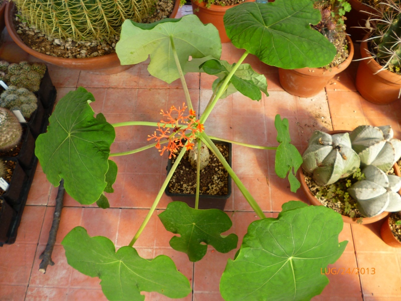 Jatropha podagrica 