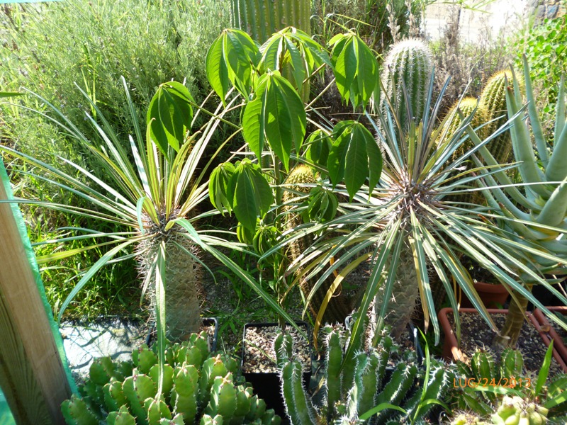 Pachypodium geayi 