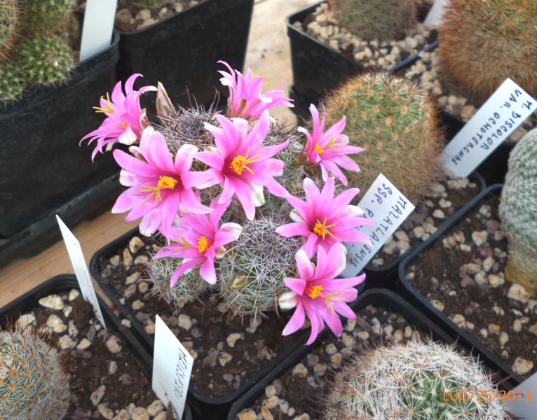 Mammillaria mazatlanensis ssp. patonii 