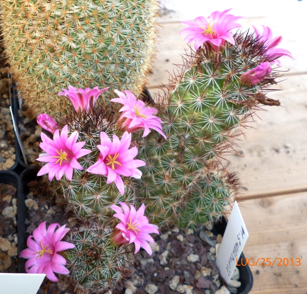 mammillaria sheldonii