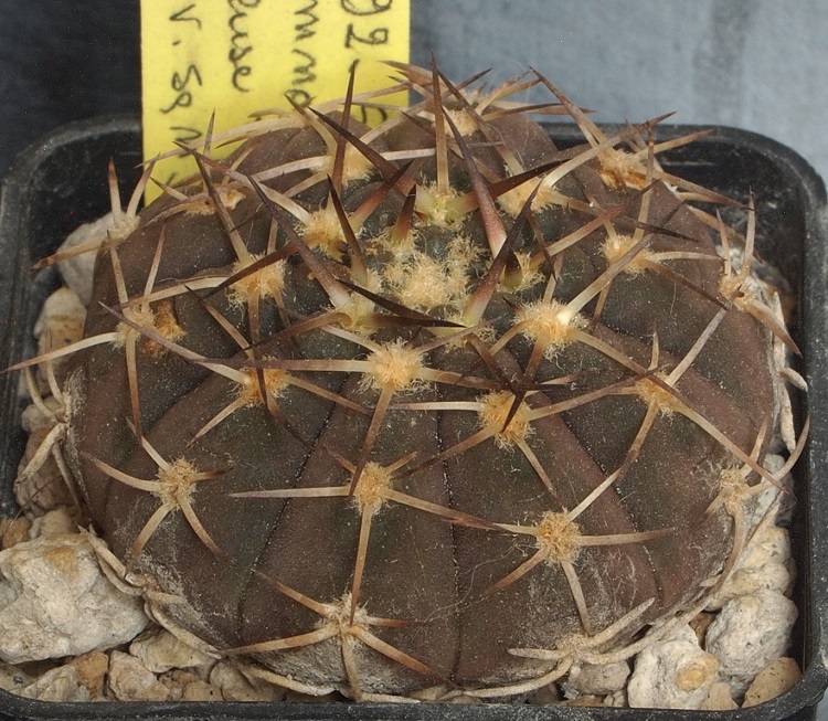 Gymnocalycium riojense ssp. kozelskyanum v. sanjuanense STO 92-556/1