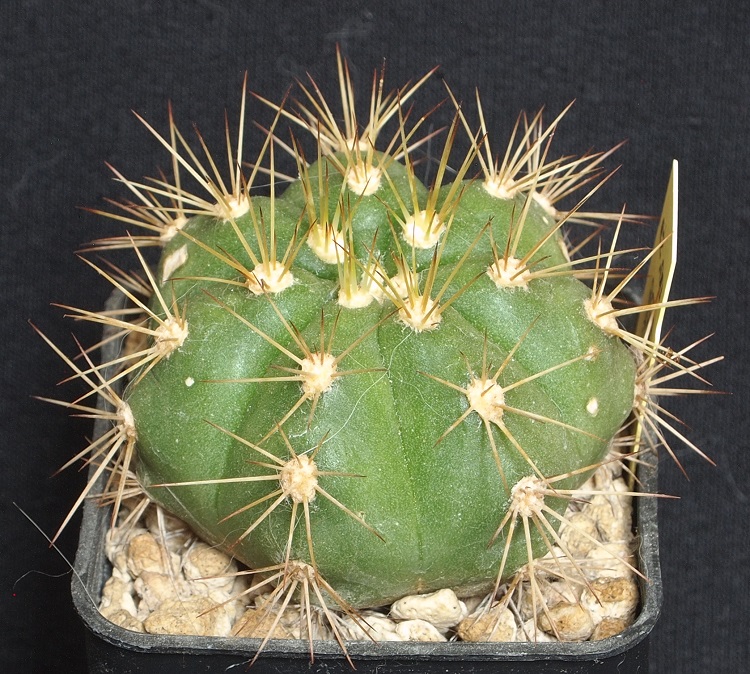 Gymnocalycium chacoense 