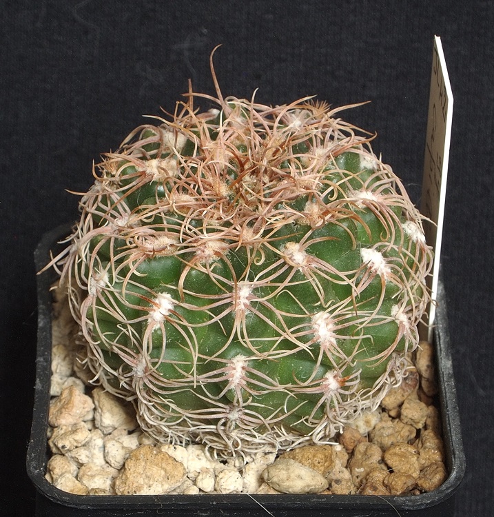 Gymnocalycium capillaense JL 42