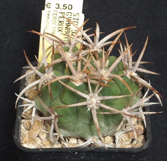 Gymnocalycium ferocior STO 92-498