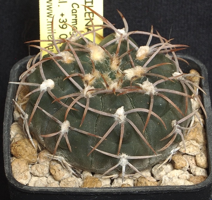 Gymnocalycium moserianum MM 1002