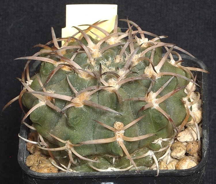 Gymnocalycium riojense ssp. piltziorum VS 55