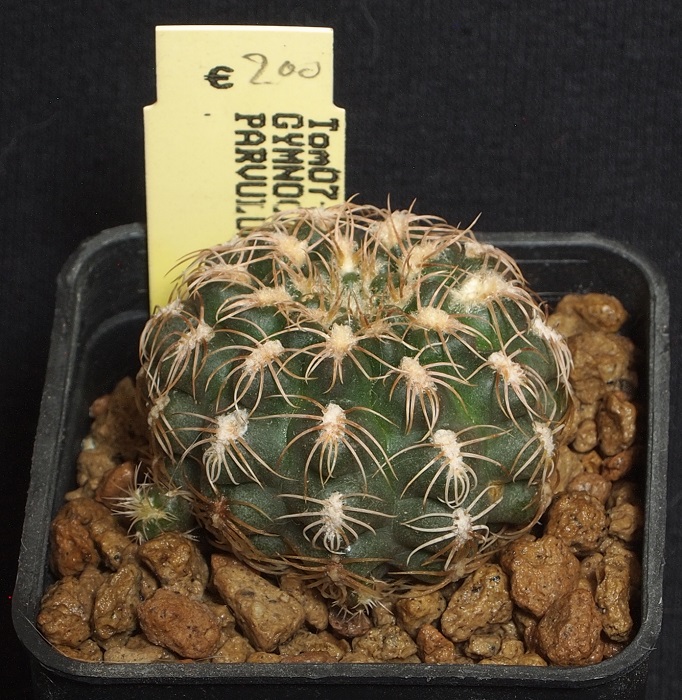 Gymnocalycium parvulum Tom 07-237/1