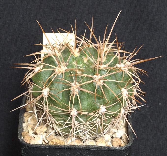 Gymnocalycium neuhuberi VS 7