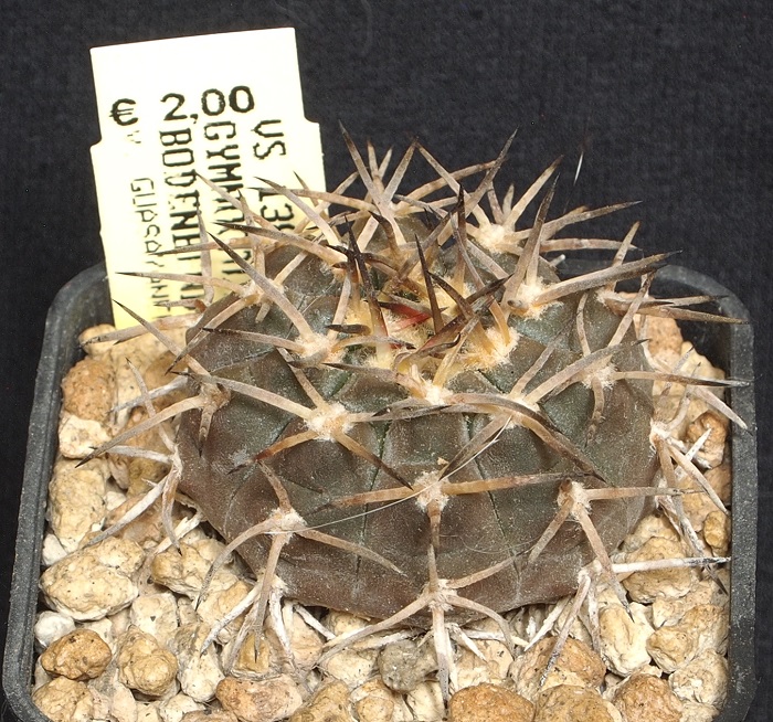 Gymnocalycium riojense v. guasayanense VS 138