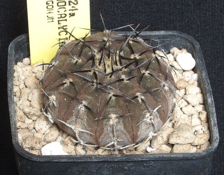 gymnocalycium platygonum