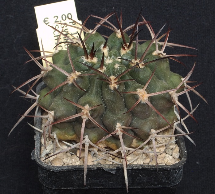 Gymnocalycium schickendantzii P 17A