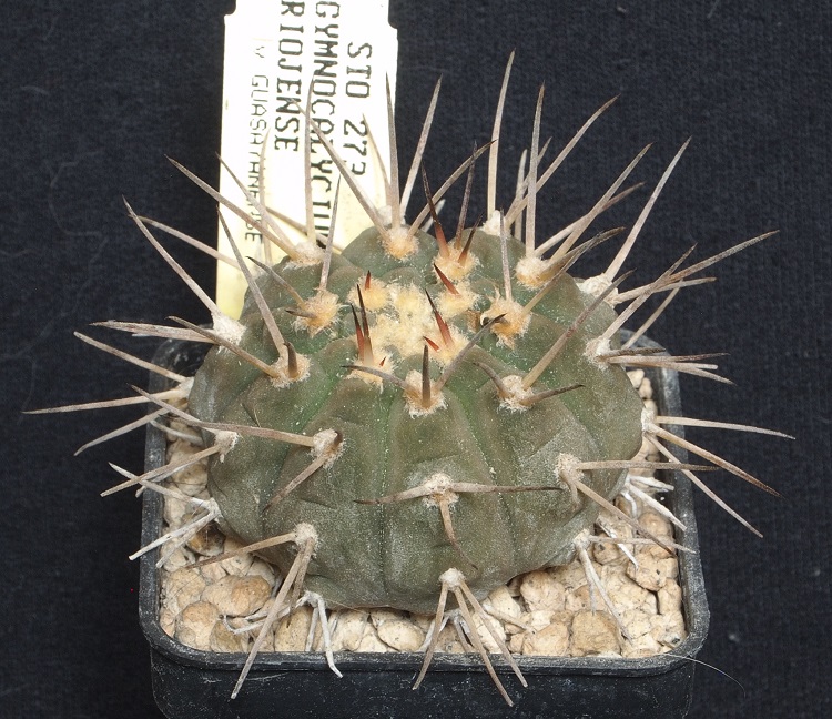 gymnocalycium riojense v. guasayanense