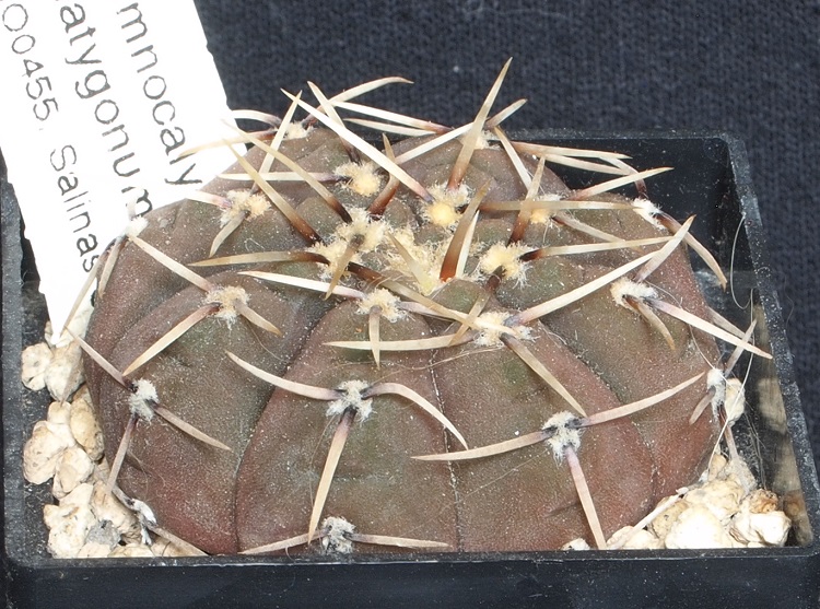 Gymnocalycium platygonum 