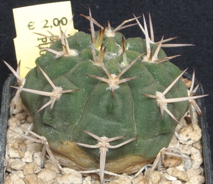 Gymnocalycium pugionacanthum VS 52