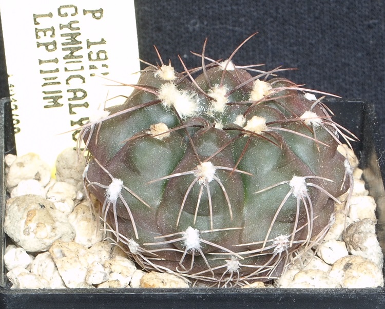 Gymnocalycium lepidum P 192