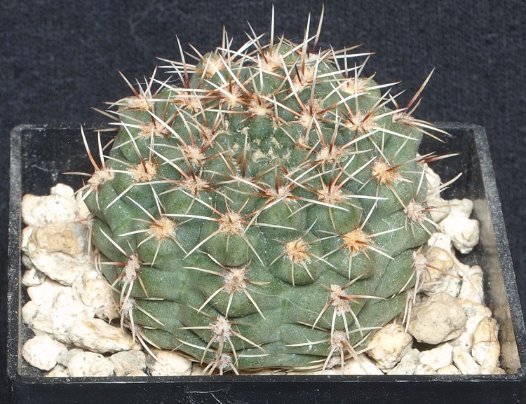 Gymnocalycium papschii HV 671