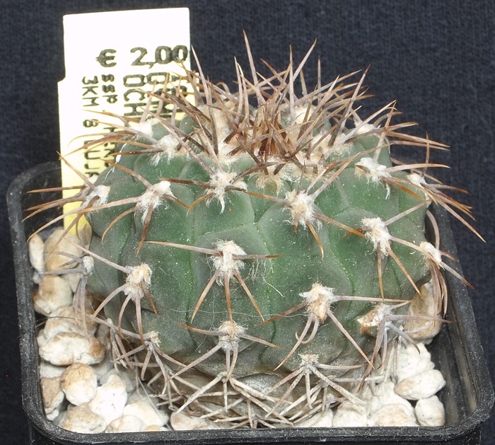 gymnocalycium ochoterenae v. herbsthoferianum