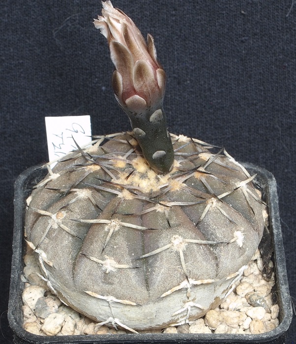 Gymnocalycium triacanthum 