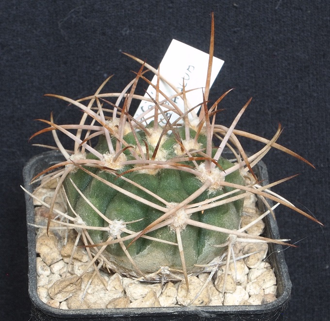 Gymnocalycium mazanense v. polycephalum P 223