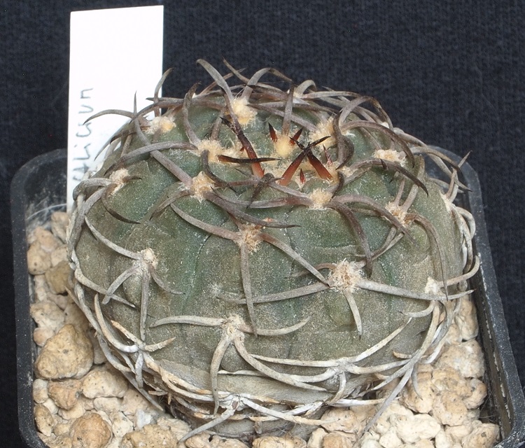 Gymnocalycium riojense 