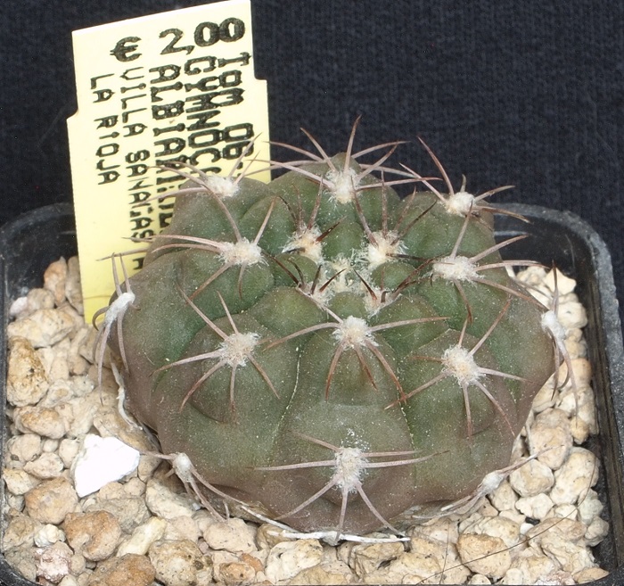 gymnocalycium alboareolatum