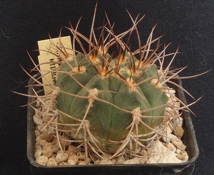 Gymnocalycium nidulans STO 87-28