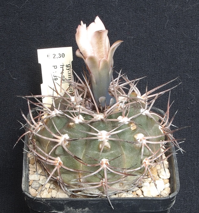 Gymnocalycium hossei P 139