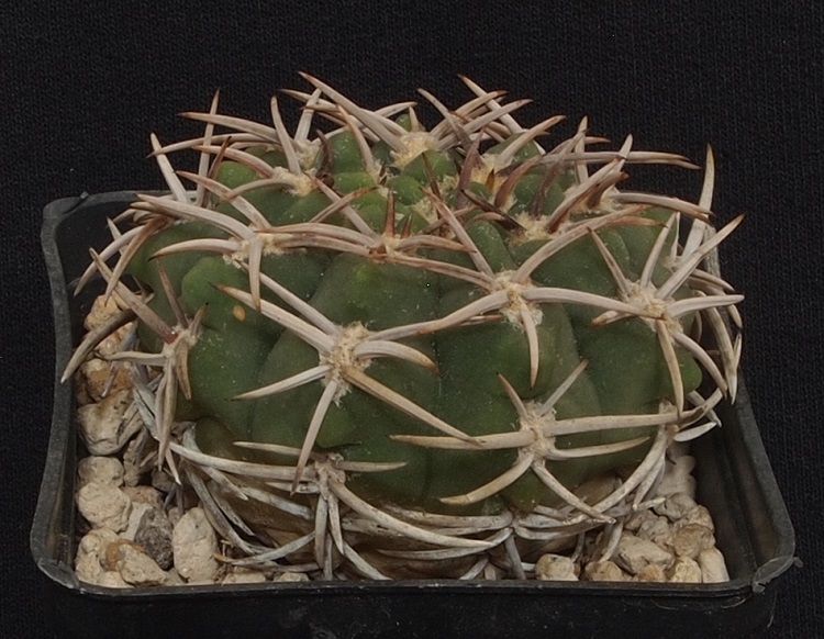 gymnocalycium ferox