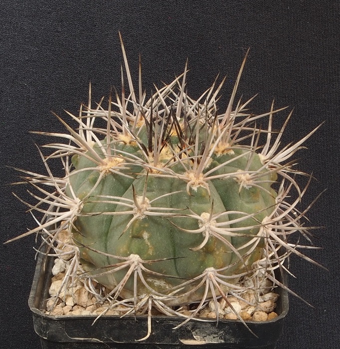 Gymnocalycium castellanosii P 209