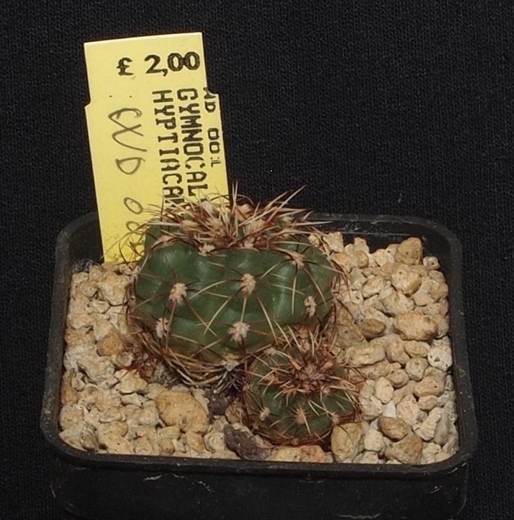 Gymnocalycium hyptiacanthum WD 001