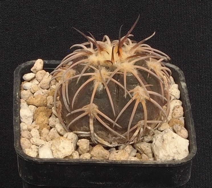 Gymnocalycium spegazzinii v. punillense JPR 95-171/527