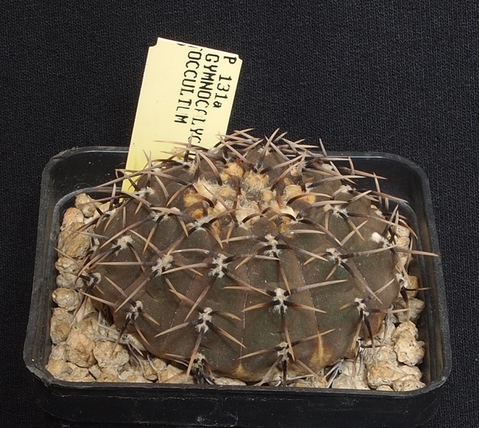 Gymnocalycium occultum P 131 A