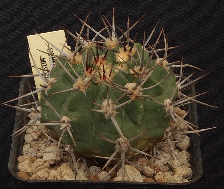 Gymnocalycium mostii GN 212-3747