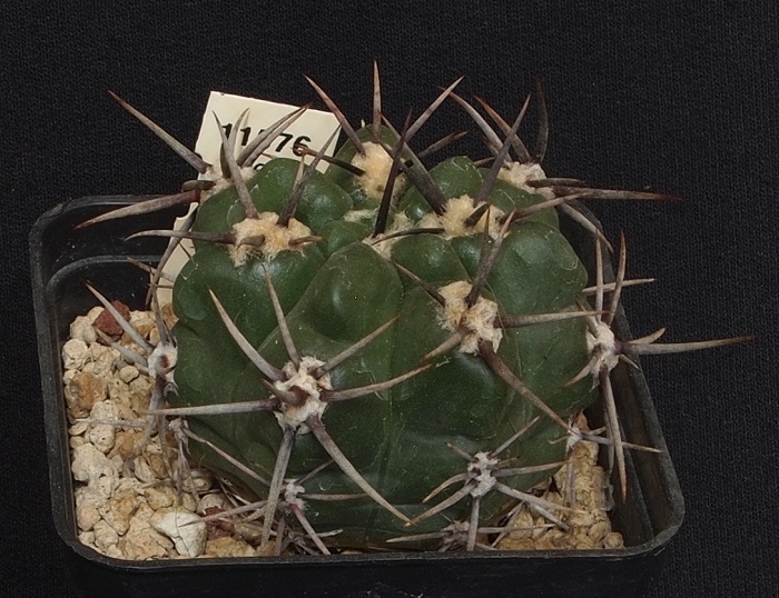 Gymnocalycium achirasense v. orientale P 104 C