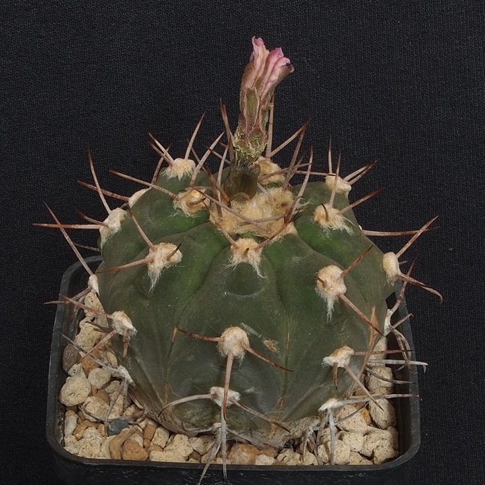 Gymnocalycium spegazzinii 