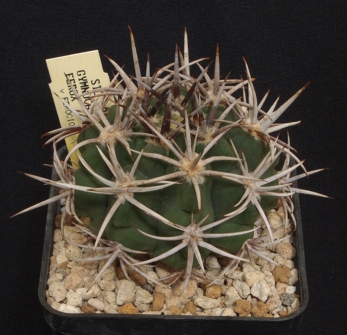 Gymnocalycium ferocior STO 92-498