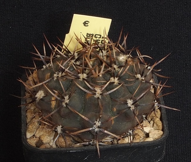 Gymnocalycium borthii Tom 07-146/1