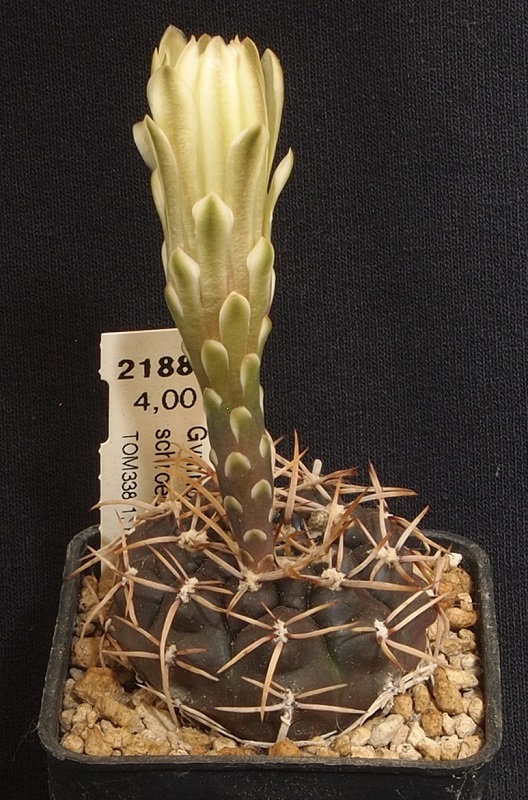 Gymnocalycium schroederianum Tom 338/1