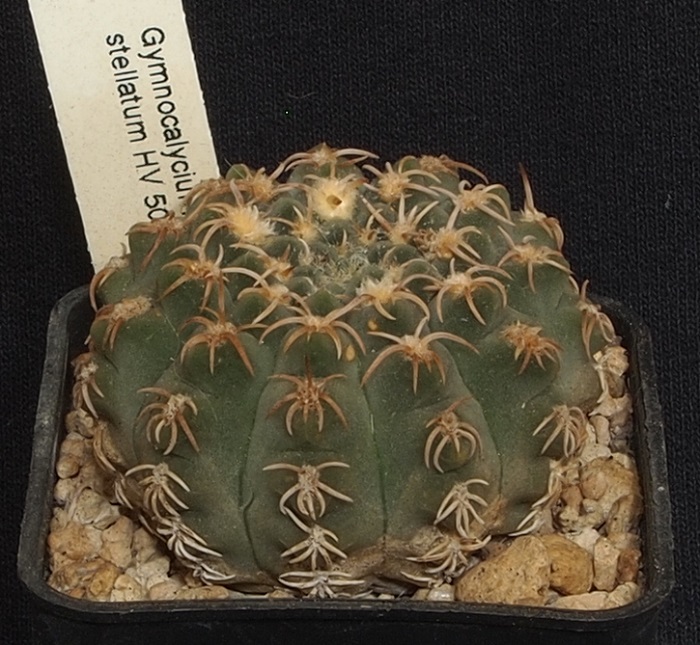 Gymnocalycium stellatum HV 506