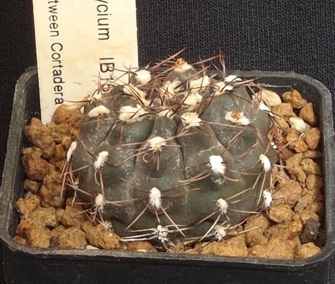 Gymnocalycium nataliae STO 868