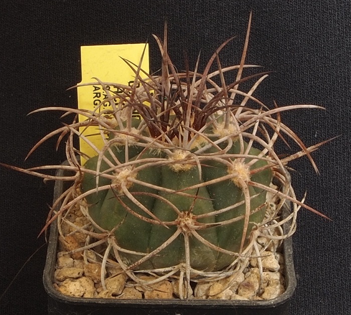 Gymnocalycium acorrugatum LB 438