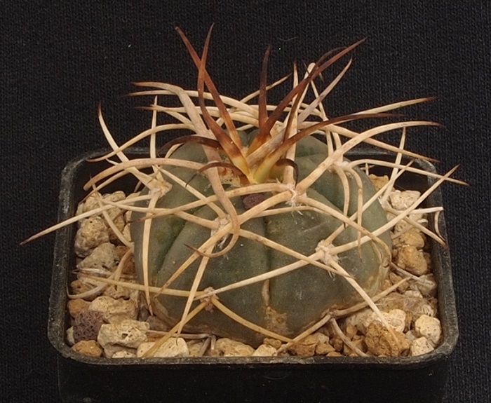 Gymnocalycium cardenasianum 