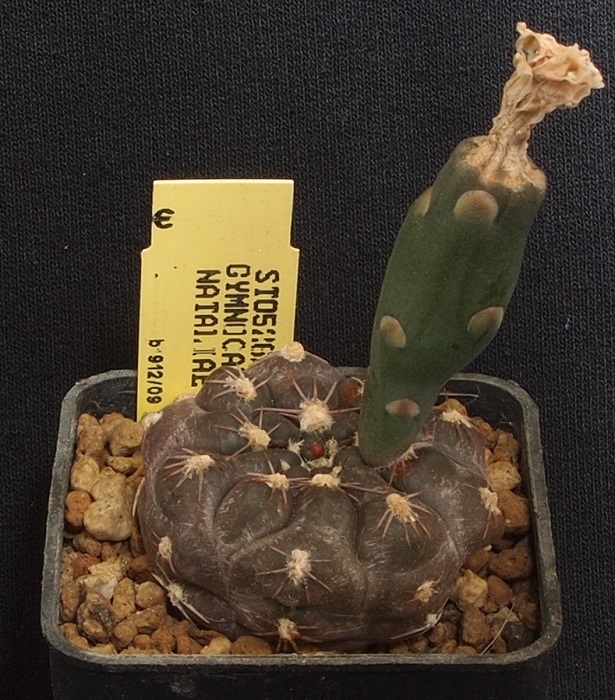 Gymnocalycium nataliae STO 526/1