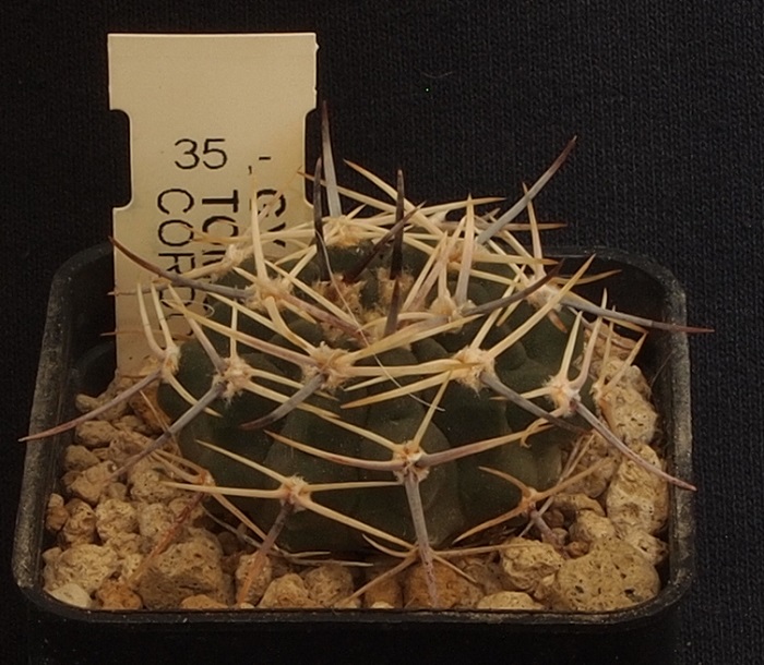 Gymnocalycium bicolor 